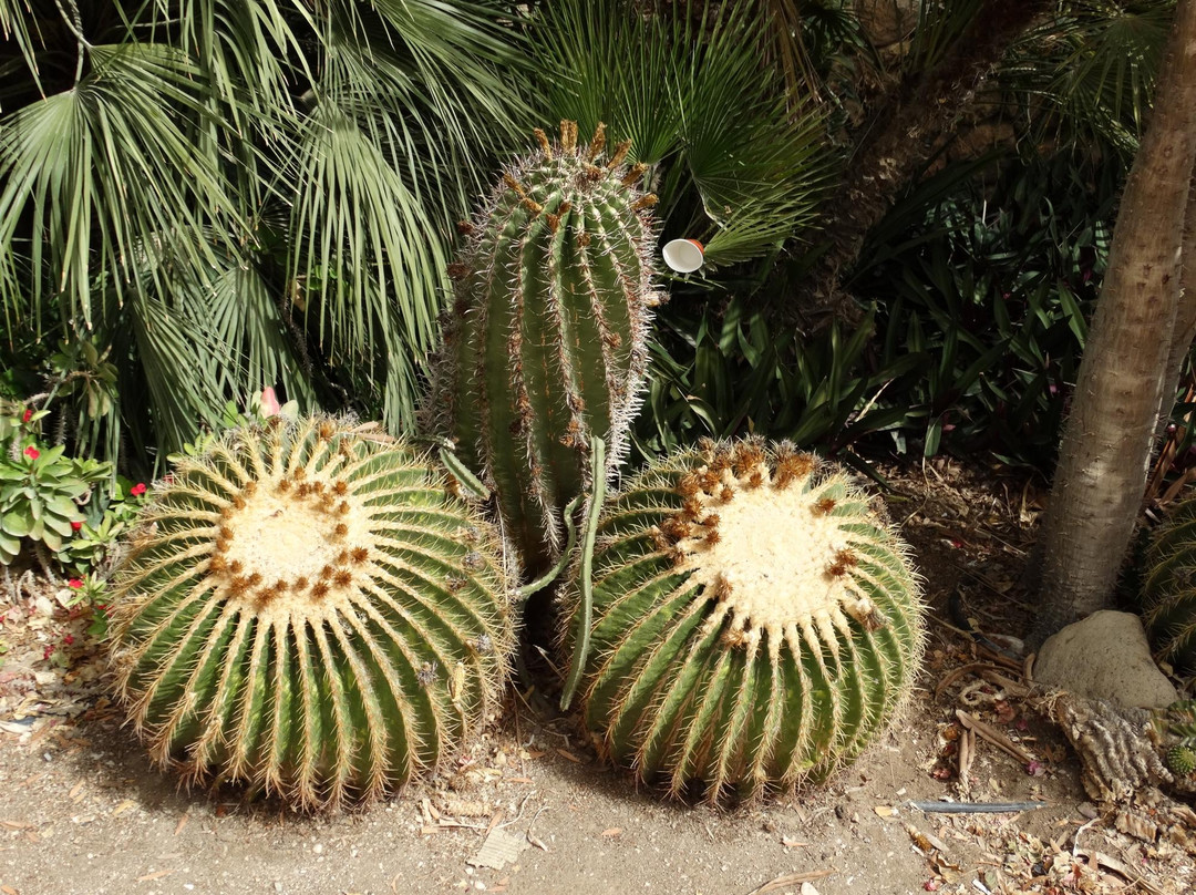Ein Gedi Botanical Garden-恩戈地必去景点