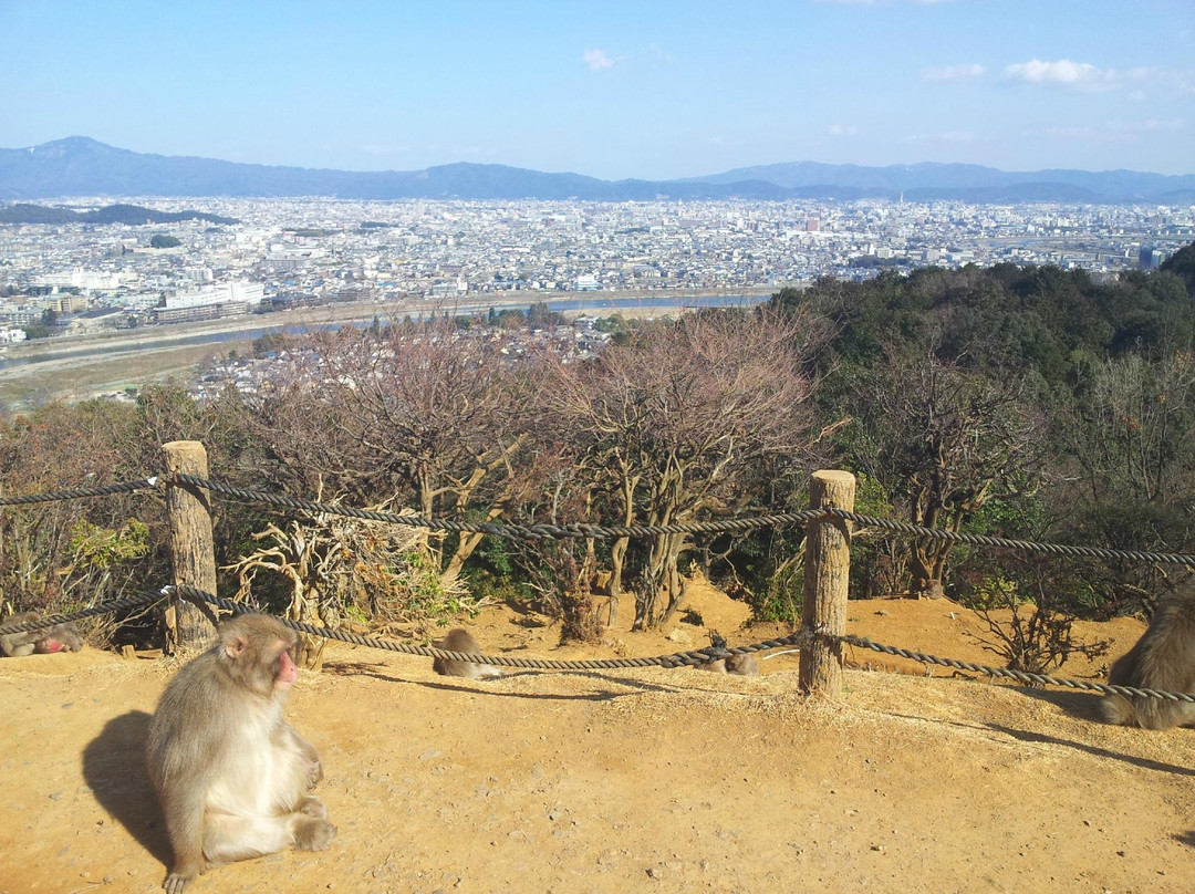 岚山岩田山猴子公园-京都市必去景点