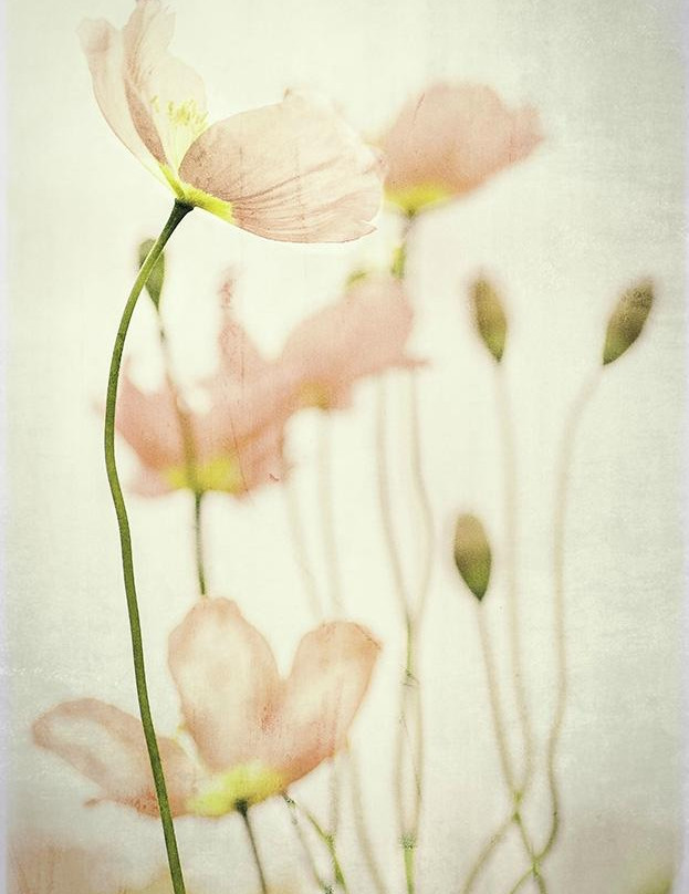 Greenland Garden Centre-舍伍德公园必去景点