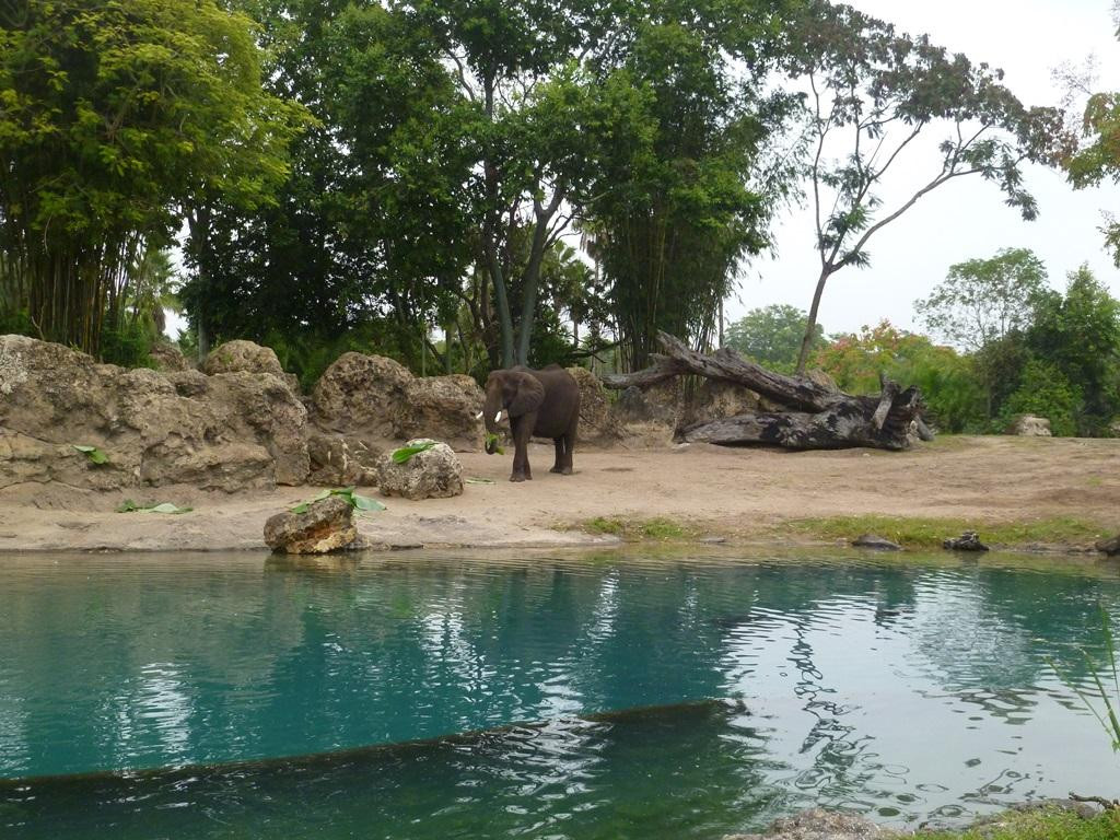 迪斯尼动物王国-奥兰多必去景点