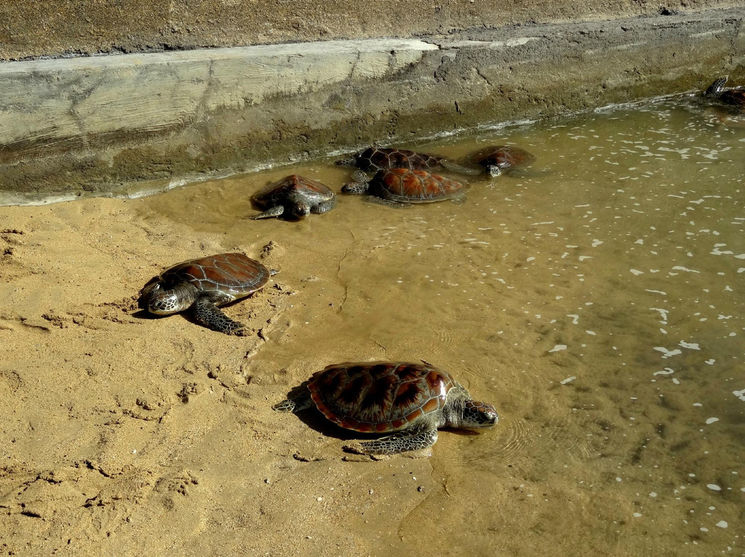 海龟保育和教育中心（TCEC）-Serangan必去景点