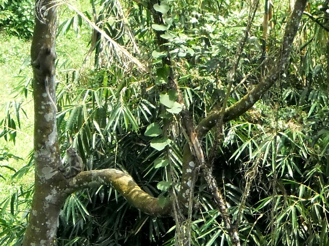 Mount Bunder-茂物必去景点