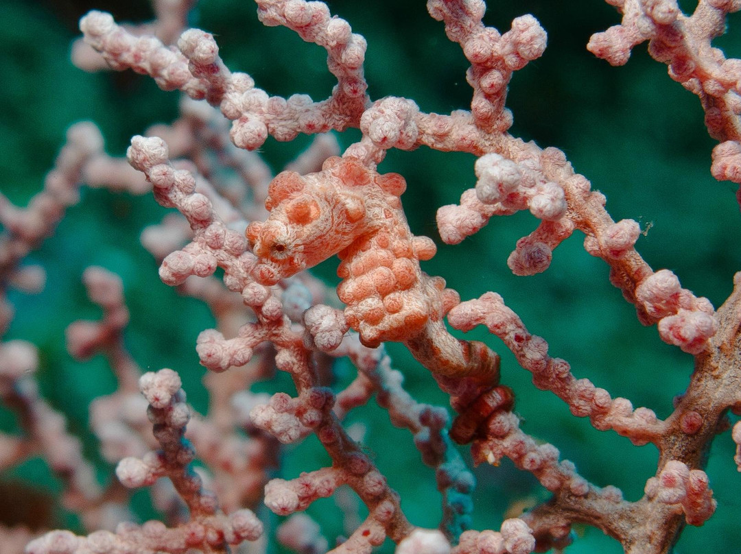 Gili Meno Divers景点图片