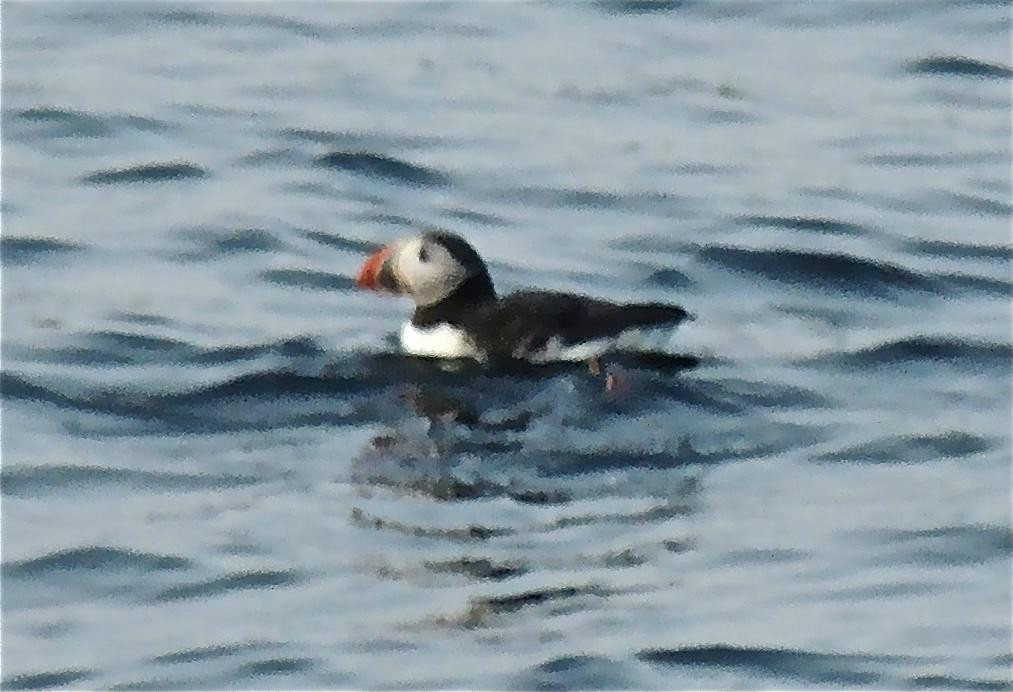 Gosnold Arms Inn主图