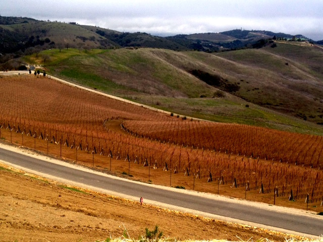 DAOU Vineyards景点图片