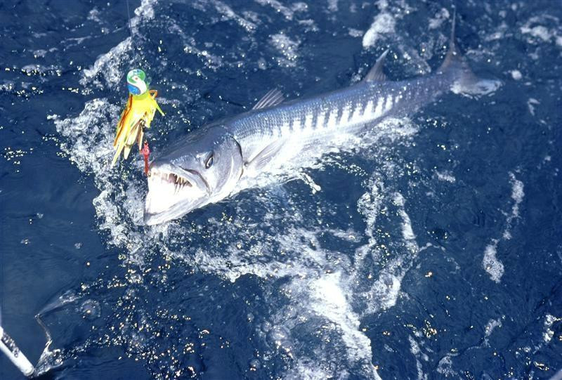 Sport Fishing Fiji-辛加东卡必去景点