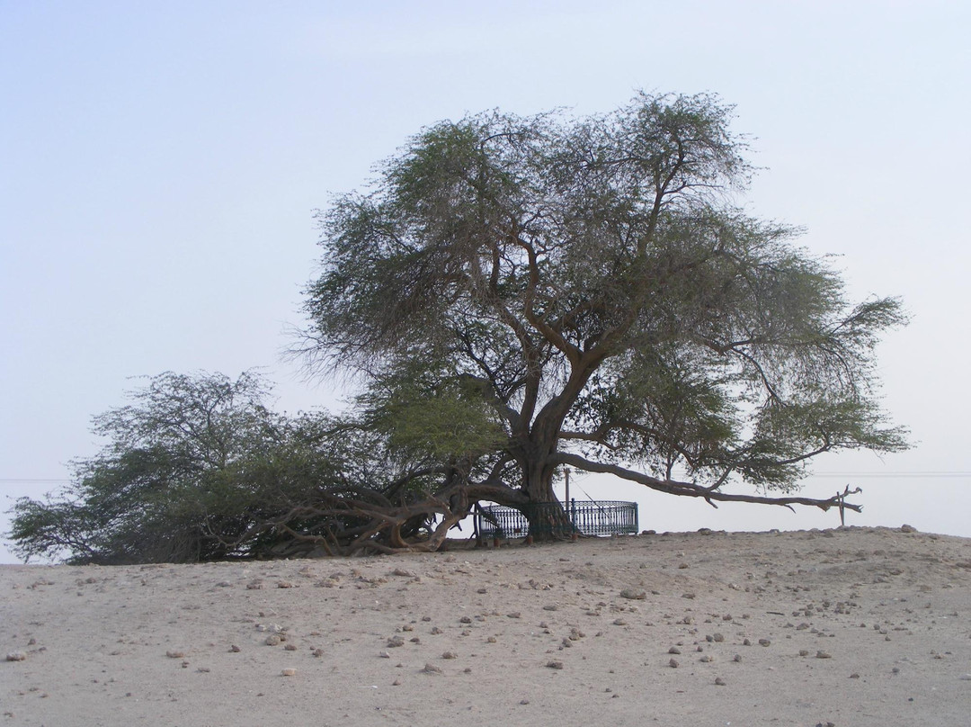 Tree Of Life-麦纳麦必去景点