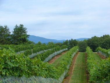 Pippin Hill Farm & Vineyards-North Garden必去景点