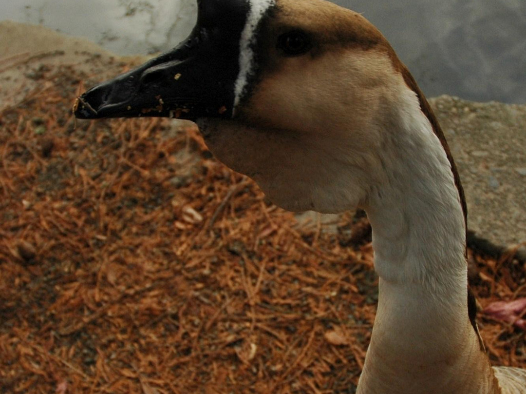 Crystal Springs Rhododendron Garden-波特兰必去景点