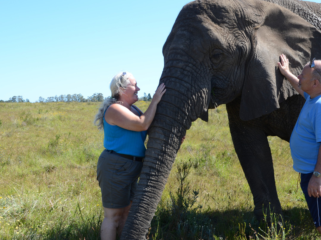 Knysna Elephant Park景点图片