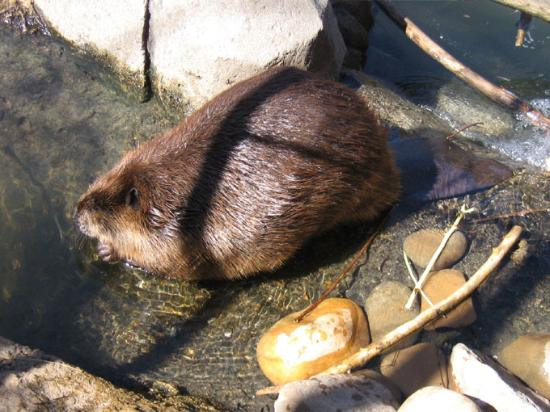 Zoo Knoxville-诺克斯维尔必去景点