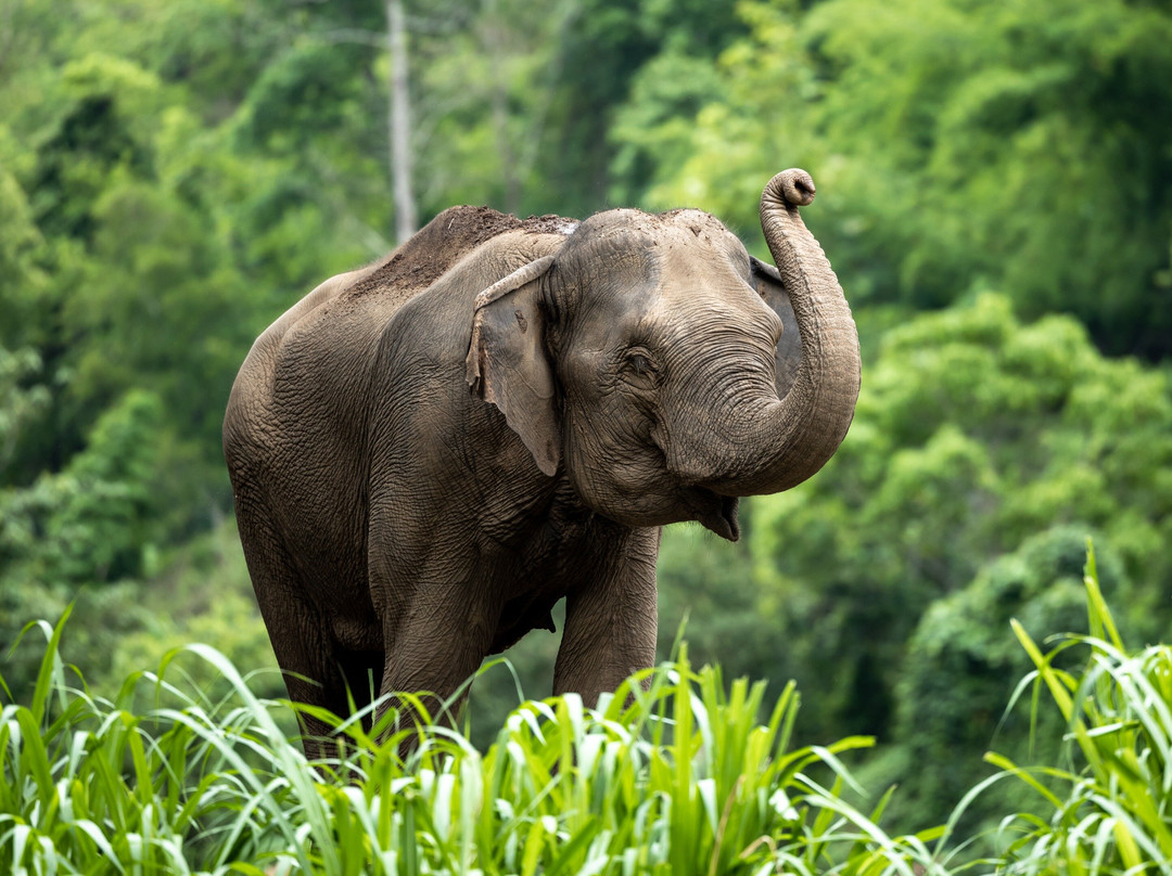 Khaolak Ethical Elephant Sanctuary-拉克山必去景点