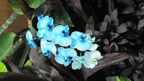 弗里德里克梅雅公园与雕塑公园-大急流市必去景点