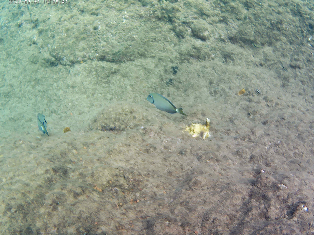 Donny's Snorkel Center-Pointe Michel必去景点