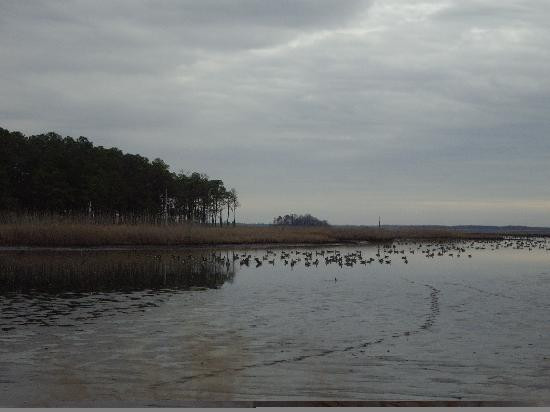 Blackwater National Wildlife Refuge景点图片