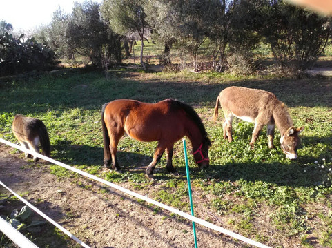 Club Hipico Es Pi-马洛卡帕尔马必去景点