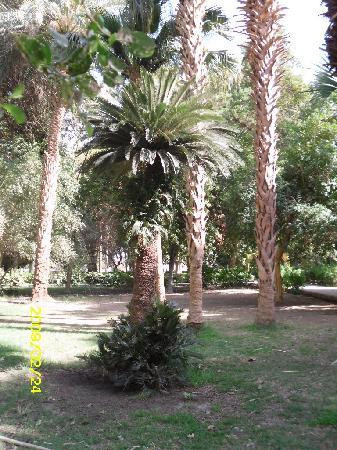 Aswan Botanical Garden-亚斯文必去景点