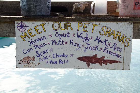 Compass Cay-外围小岛群必去景点