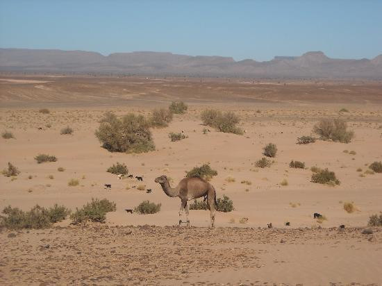Erg Chigaga-迈哈米德必去景点