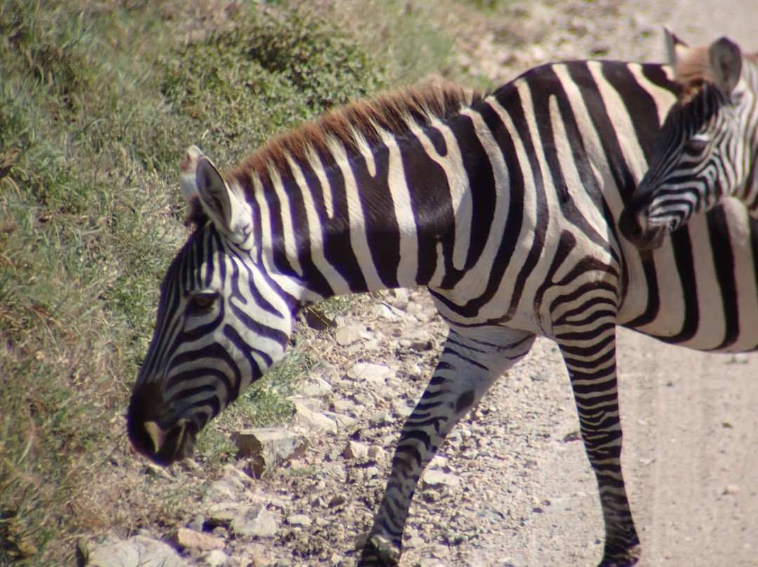 Maasai Legend Safaris-阿鲁沙必去景点