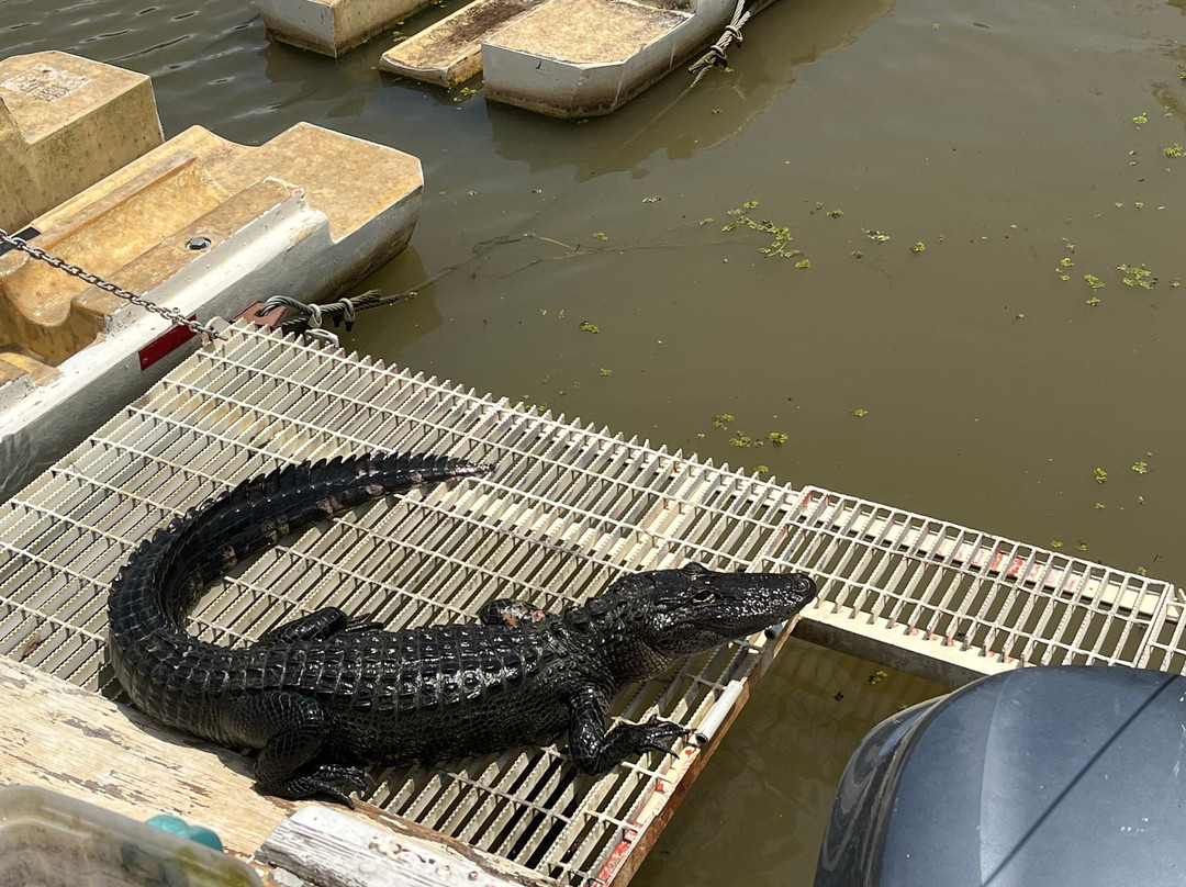 Cajun Man's Swamp Tours & Adventures-Gibson必去景点