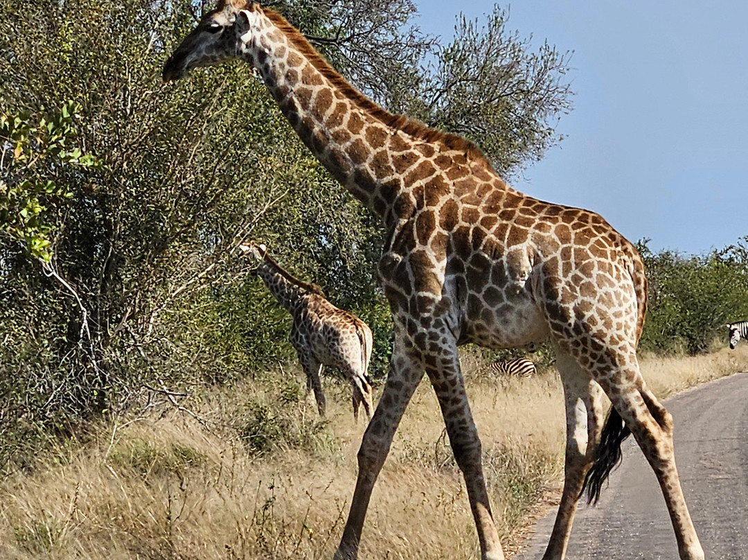 Red Africa Safaris-司库库札必去景点