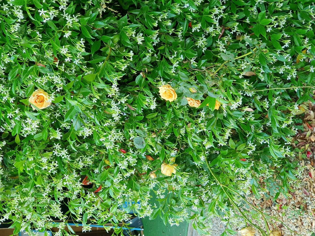 Moulin de Gaubourg主图