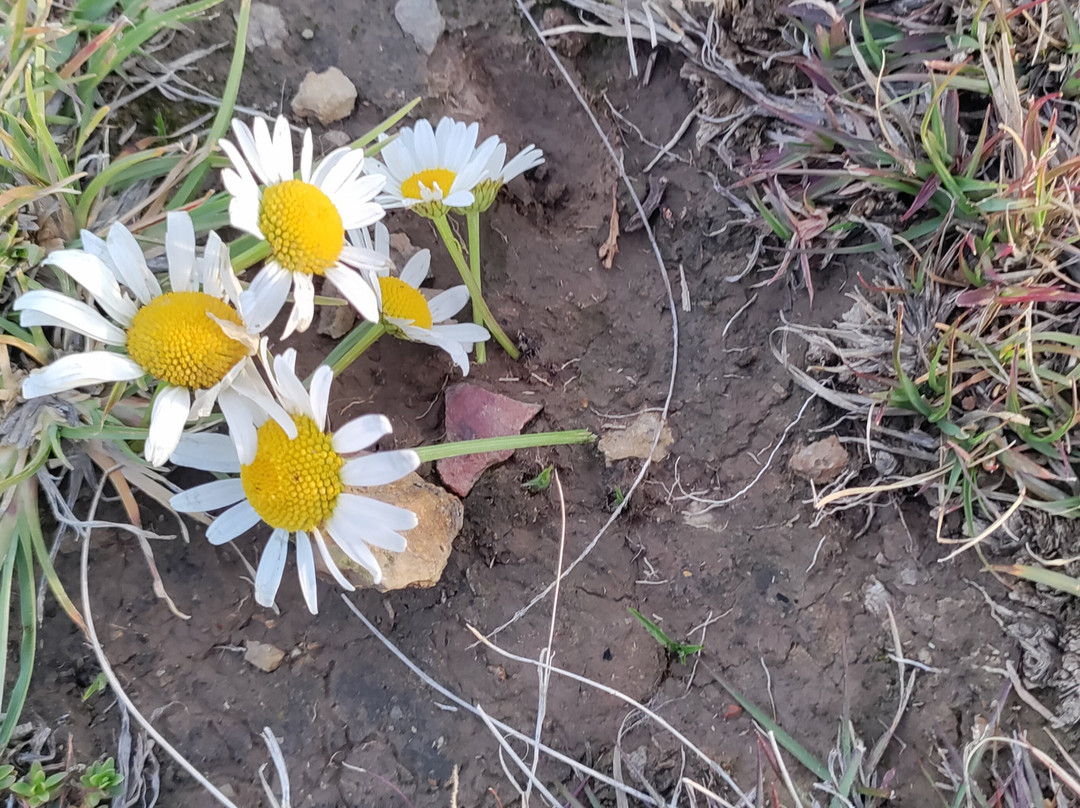 Chakrata酒店住宿-iFeelHimalayas Boutique Stay & Cafe