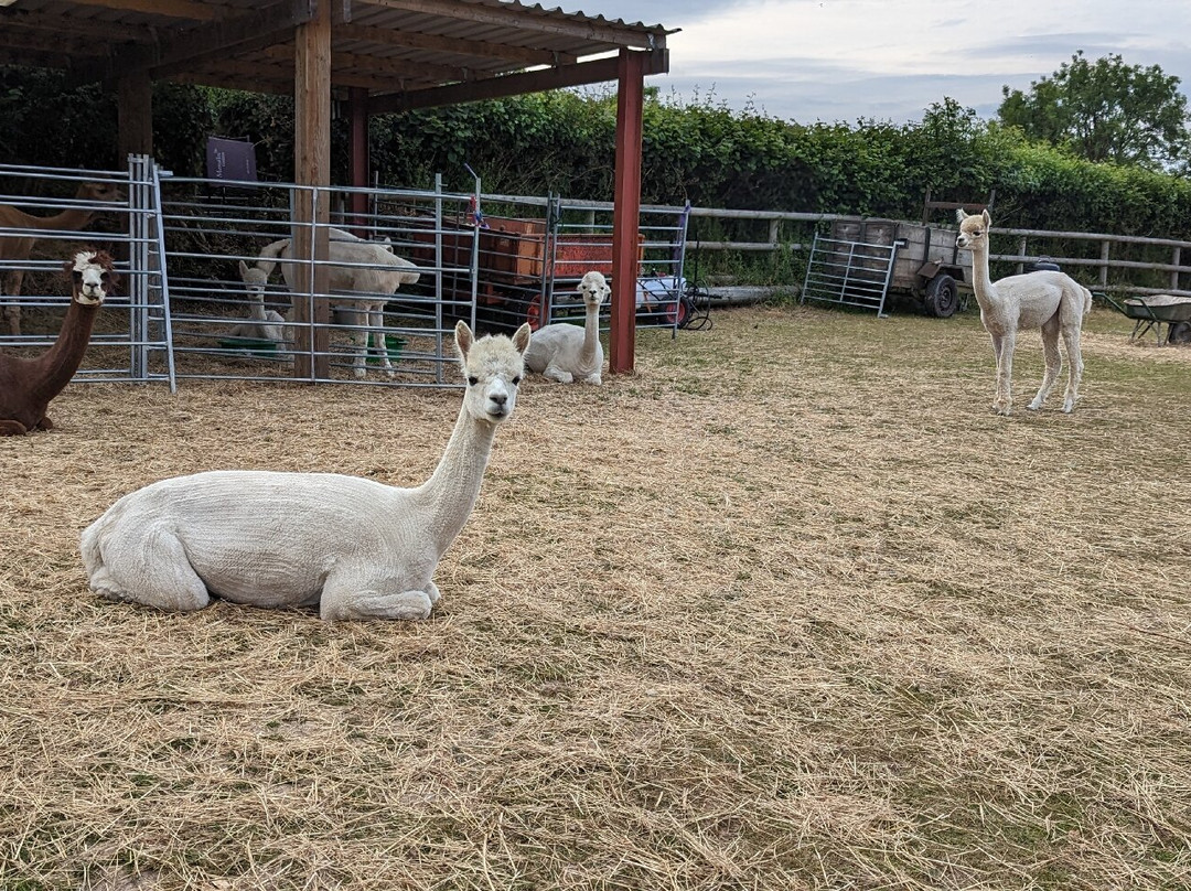 Gatcombe Park Farm Glamping