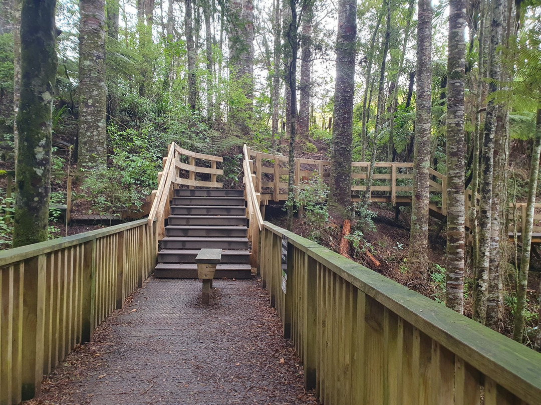 Parry Kauri Park-瓦卡沃夫必去景点