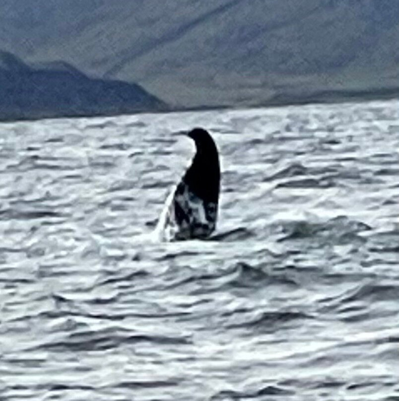 Westfjords Tourist Information-伊萨菲厄泽必去景点