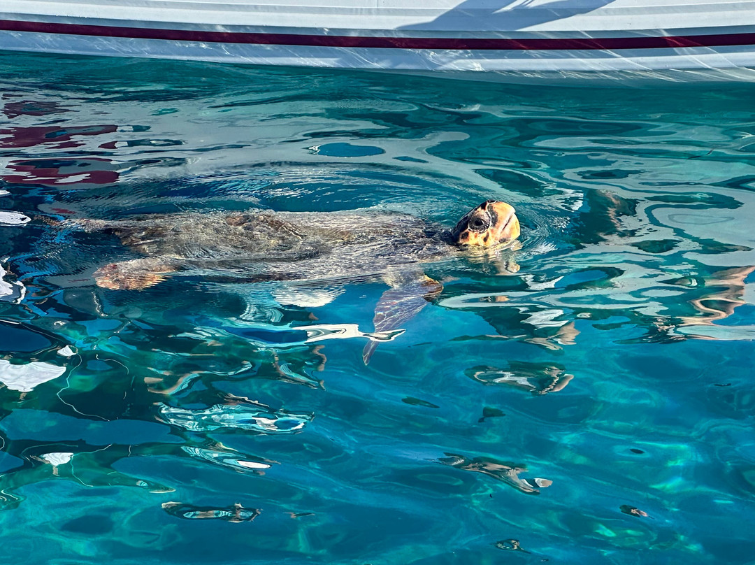 Calypso boat rentals and tours-利姆尼科利必去景点