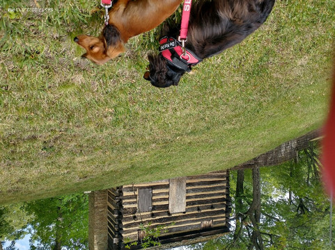 Schenley Park-匹兹堡必去景点
