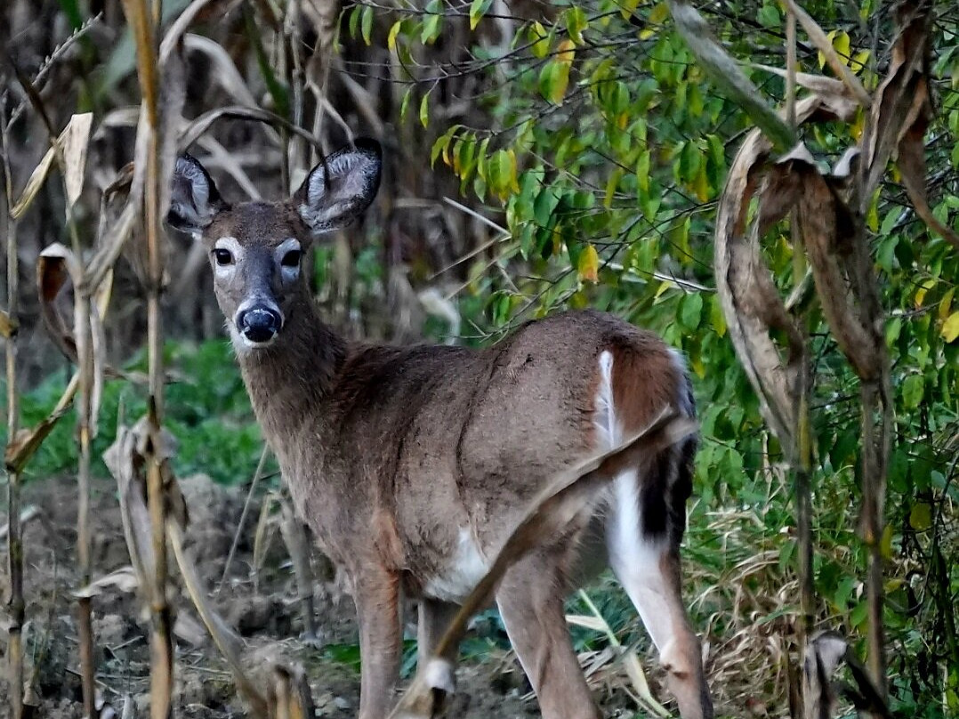 Deer Haven Park景点图片