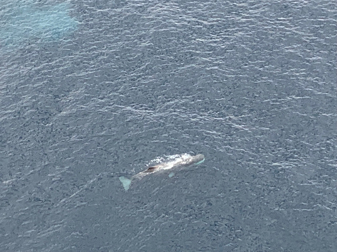 Wings Over Whales景点图片