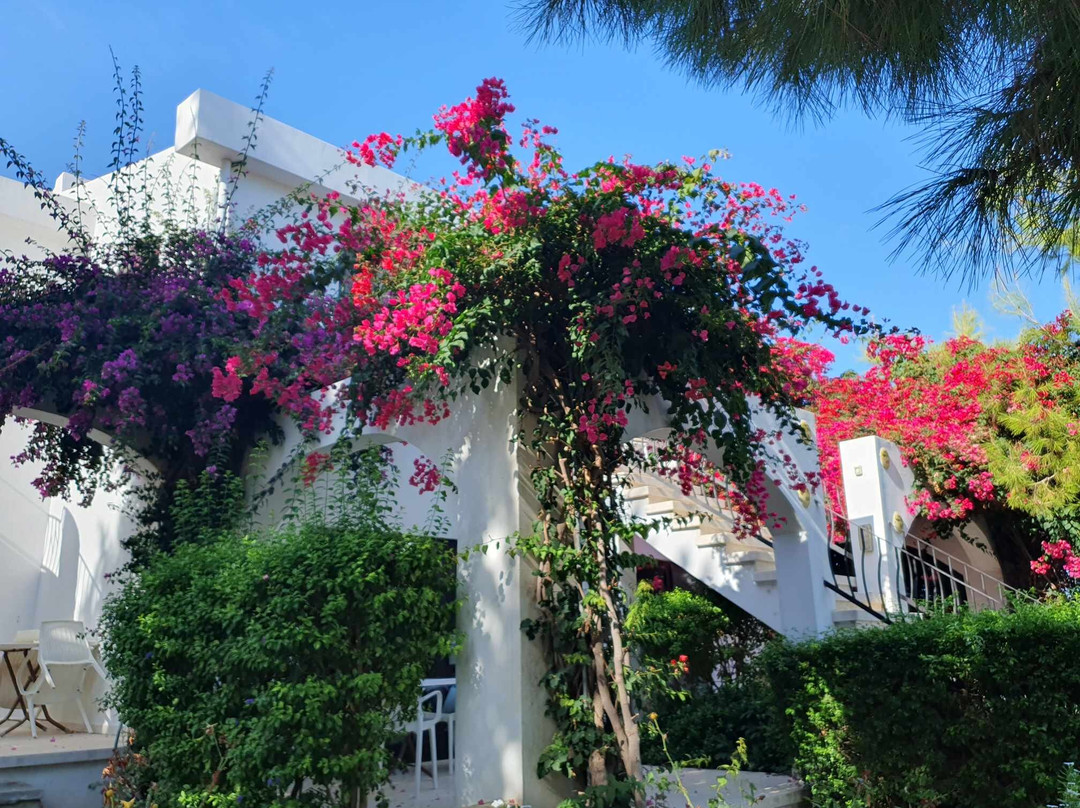 The Olive Tree Hotel主图