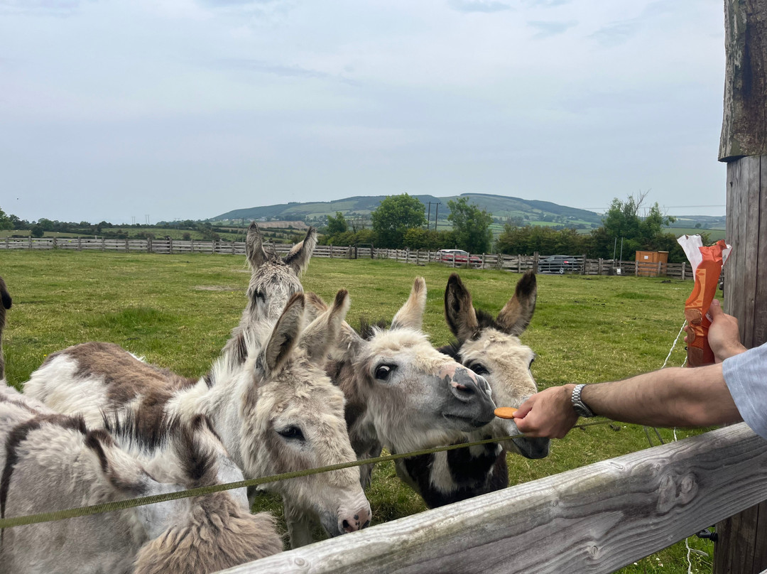 Donegal Donkey Sanctuary-Raphoe必去景点