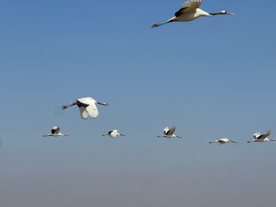 盐城丹顶鹤保护区-东台市必去景点