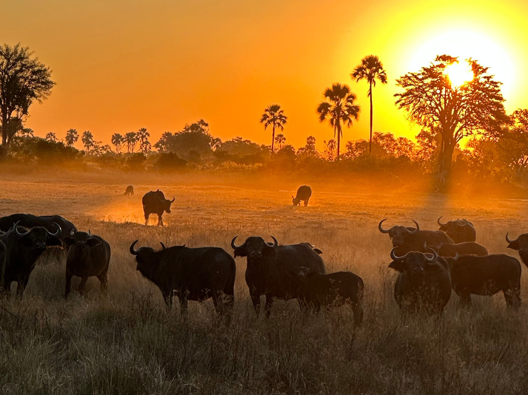 Shangana Safaris Okavango Botswana景点图片