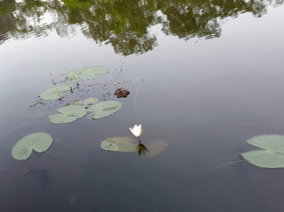 Kalametiya Bird Watching景点图片