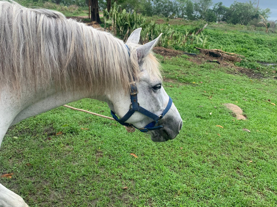 Krabi Nature Horse Riding-奥南必去景点