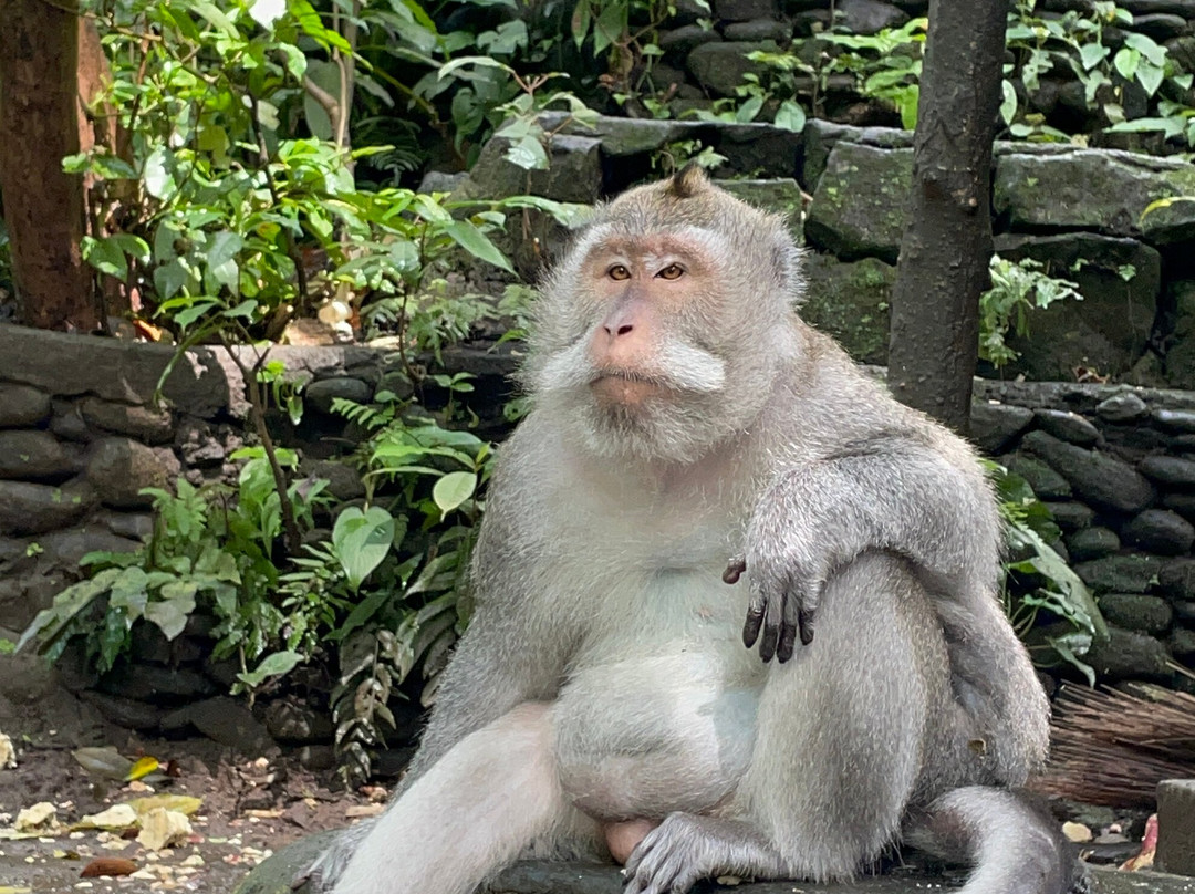 Bali Trekking Service-乌布必去景点