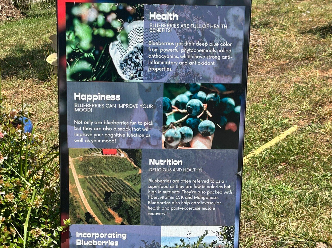 Perry's Berry's Vineyard & Winery-Morganton必去景点