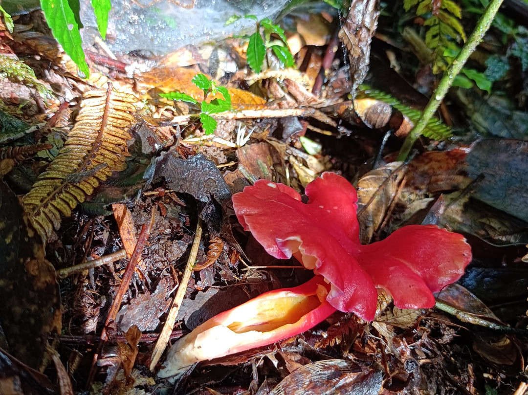 Kindred Spirit Cloud Forest景点图片