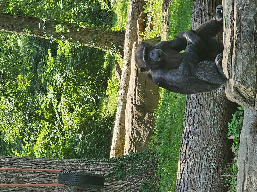 Kansas City Zoo & Aquarium-堪萨斯城必去景点