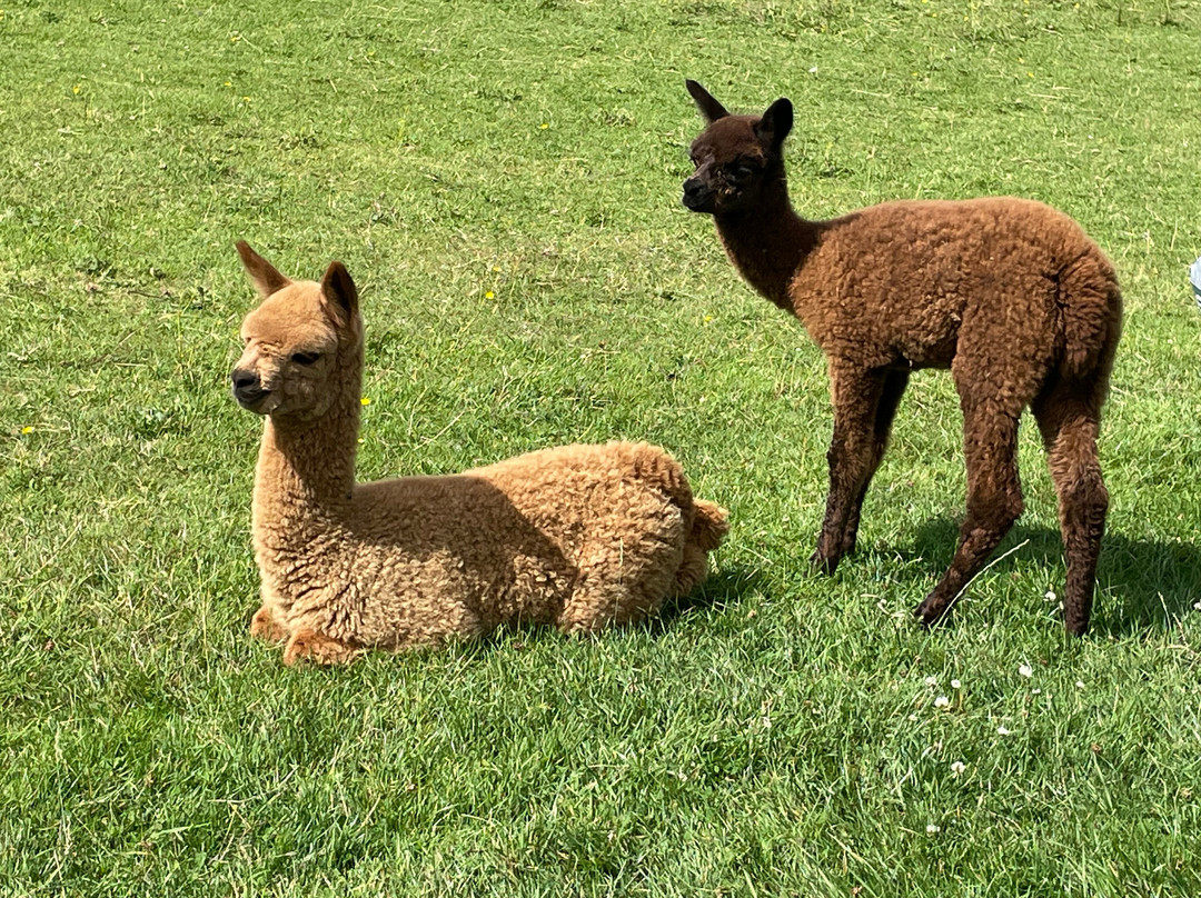 Lane House Alpaca Farm-切本哈姆必去景点