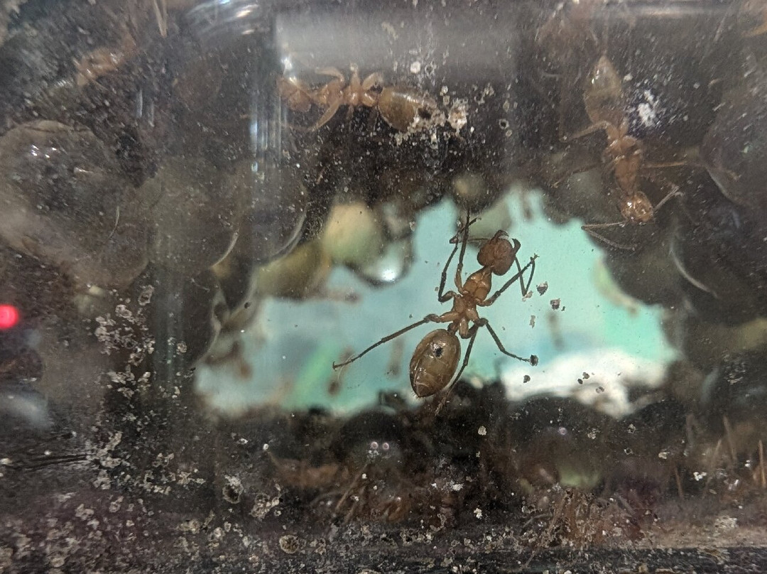 Insectarium de Lizio-Lizio必去景点