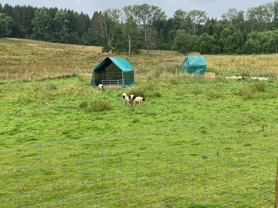 Tierpark Rheinböllen-Rheinbollen必去景点