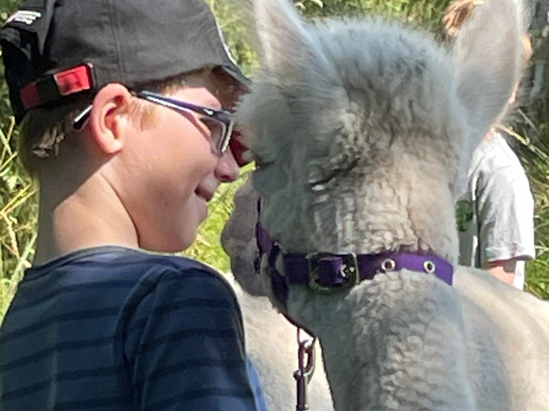 Greatrock Farm Alpaca Walks景点图片