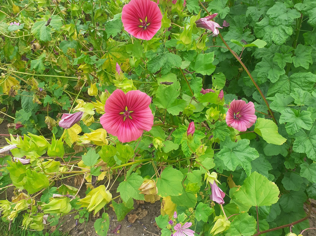 Botanischer Garten景点图片